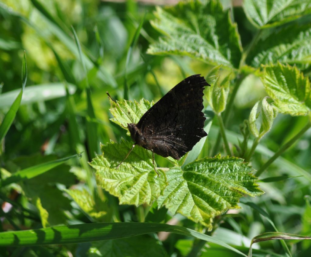 Una conferma Aglais urticae?